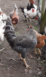 Galletti, gallinelle e americanelle