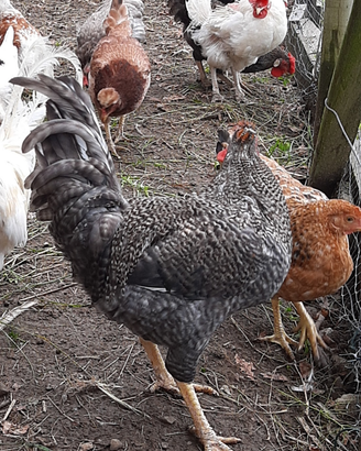 Galletti, gallinelle e americanelle