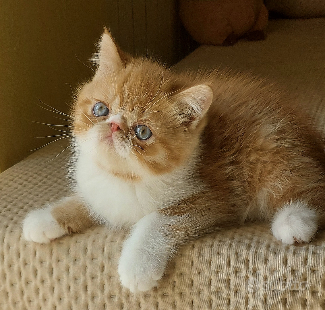 Exotic shorthair - Animali In vendita a Agrigento