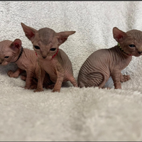 Sphynx cuccioli pedigree