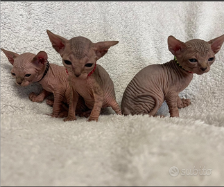 Sphynx cuccioli pedigree