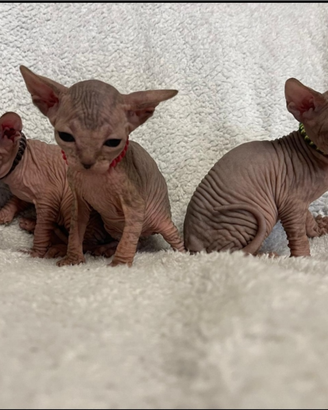 Sphynx cuccioli pedigree