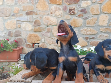 Cuccioli di Razza Slovenky kopov