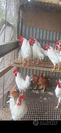 Galline ovaiole rosse e livornesi