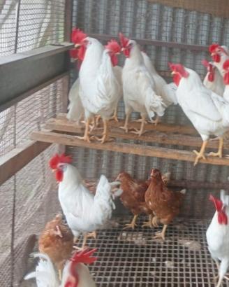 Galline ovaiole rosse e livornesi