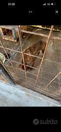 Cane cinghiale