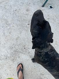 Cane corso maschio iscritto enci per accoppiamento