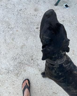 Cane corso maschio iscritto enci per accoppiamento