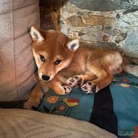 Shiba inu con pedegree enci ( femmina)