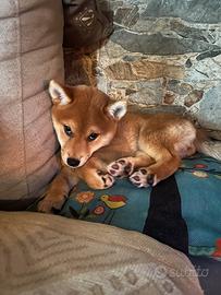 Shiba inu con pedegree enci ( femmina)