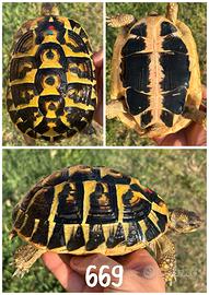 Femmina Testudo hermanni hermanni tartaruga terra