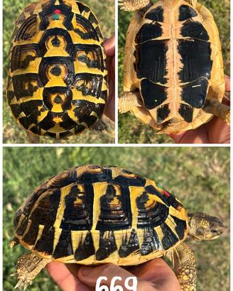Femmina Testudo hermanni hermanni tartaruga terra