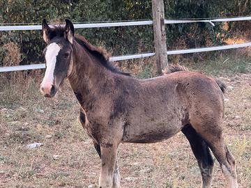 puledro criollo puro con pedigree