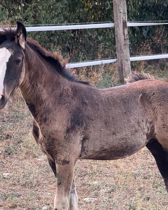 puledro criollo puro con pedigree