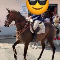 Cavallo