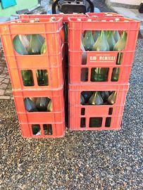 Bottiglioni e casse in plastica e ferro