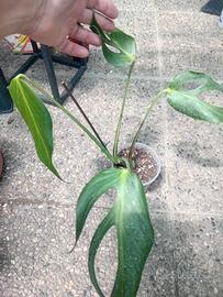 pianta di monstera burle  marx flame 