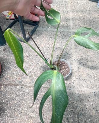 pianta di monstera burle  marx flame 