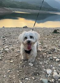 Cagnolino maltese