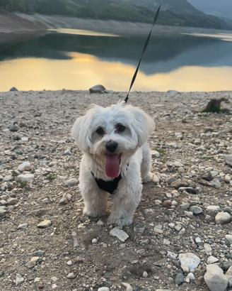 Cagnolino maltese