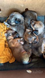 Cuccioli dolcissimi