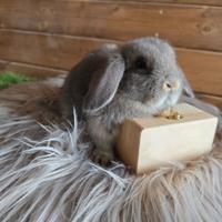 Conigli nani ariete minilop selezionati