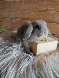 Conigli nani ariete minilop selezionati