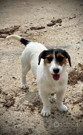 Cuccioli Jack Russell Terrier originali