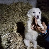 Cucciole di pastore maremmano