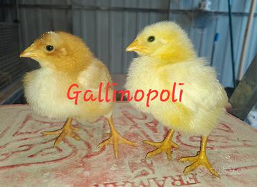 Pulcini pollo pesante