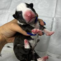 Bull terrier miniature