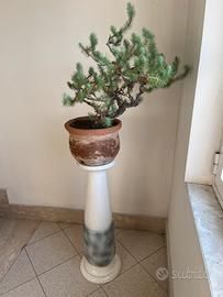 Bonsai Pino Silvestre