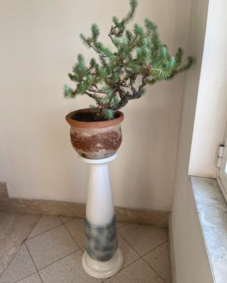 Bonsai Pino Silvestre