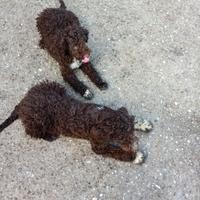 Cuccioli Lagotto Romagnolo