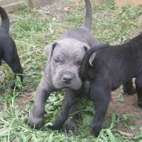 Cuccioli Cane Corso Grigi e Neri