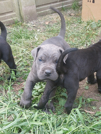 Cuccioli Cane Corso Grigi e Neri