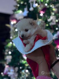 Spitz di Pomerania nano maschio