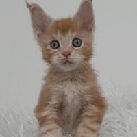 Maine Coon maschio - Odin