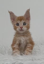 Maine Coon maschio - Odin