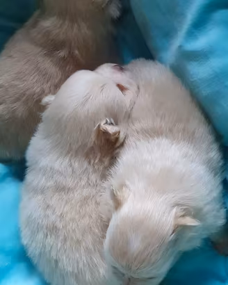 Volpino di pomerania