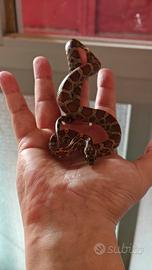 Serpente del grano (Pantherophis guttatus)