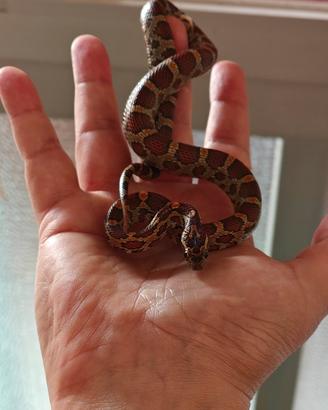 Serpente del grano (Pantherophis guttatus)