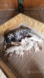 Cucciolata setter inglesi