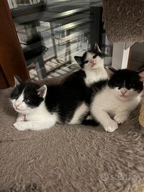 Cucciole 3 mesi .femminucce