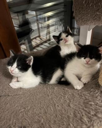 Cucciole 3 mesi .femminucce