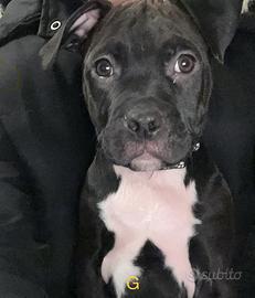 Cuccioli cane Pitbull