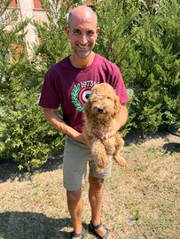 Cucciolo di Cockapoo (cocker x poodle) barboncino