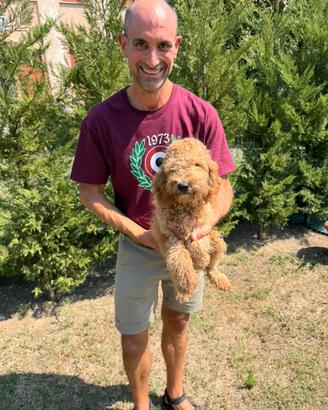 Cucciolo di Cockapoo (cocker x poodle) barboncino