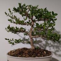 ligustro sinensis bonsai