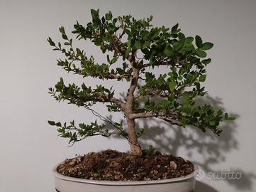 ligustro sinensis bonsai